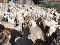 ماعز (دفعة، الجنس غير محدد), الماعز — الصورة 2
