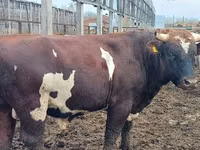 Bull, Simmental cattle — photo 1