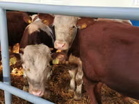 Bovinos (lote, sexo no especificado), Simmental cattle — foto 1