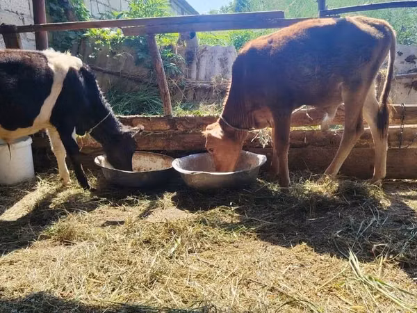 Toro, Ganado vacuno