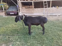 मेढ़ा, Arashan sheep — फ़ोटो 1