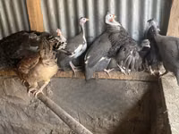 व्हाइट — फ़ोटो 4