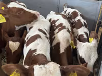 Bovinos (lote, sexo no especificado), Simmental cattle — foto 1