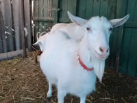 Ziege, Saanen goat — Foto 1