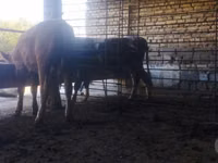 公牛, Cattle — 照片 6