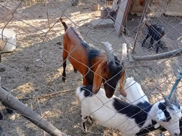 Billy Goat, Nubian Goat