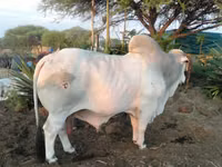 Bull, Brahman — photo 3