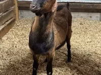 Cabro, Alpine goat — foto 1