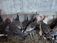 Turkeys — photo 4