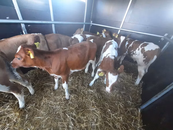सांड, Simmental cattle