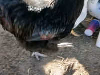 Australorp — foto 5