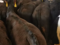 सांड, डच गाय (निष्क्रिय) — फ़ोटो 1