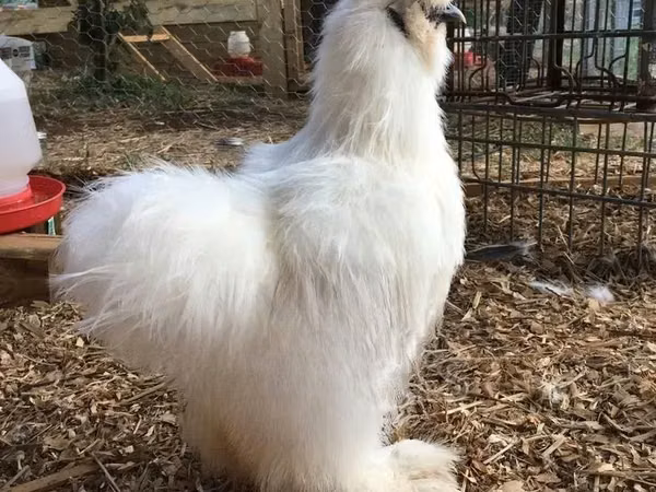 Silkie — Ghana