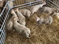 Oveja, Charollais sheep — foto 4