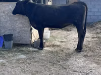 Kuh, Aberdeen-Angus — Foto 4