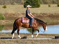 Hengst, Quarter Horse — Foto 3