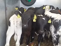 सांड, Simmental cattle — फ़ोटो 1