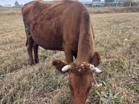Cow, Cattle — photo 1