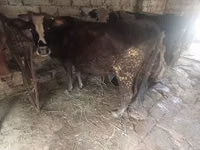 بقرة, الماشية — الصورة 1