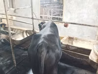 गाय, एबरडीन - एंगस — फ़ोटो 6