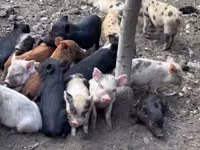 Säue, Schweine — Foto 2