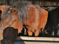 حصان, Kustanai horse — الصورة 4