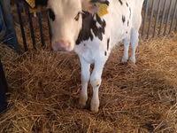 Bull, Russian Black pied cattle — photo 3