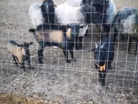 Goat, Goats — photo 3