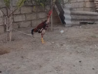 Chickens — फ़ोटो 5