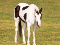 घोड़ा, American paint horse — फ़ोटो 3