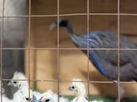 Guinea fowl — الصورة 2