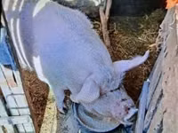 母猪, Pigs — 照片 2