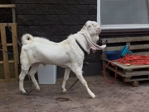 تيس, Gulabi goats
