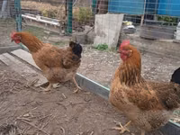 Chickens — photo 2