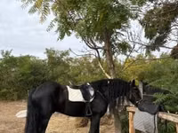 Hengst, Friesian — Foto 4