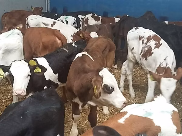 सांड, Simmental cattle