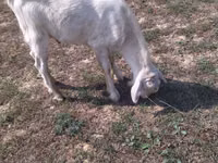 Cabro, Cabras — foto 1