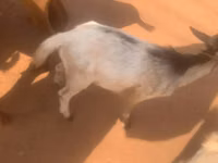 Billy Goat, Goats — photo 5