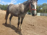 Hengst, Altai horse — Foto 5