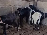 ماعز (دفعة، الجنس غير محدد), الماعز — الصورة 5