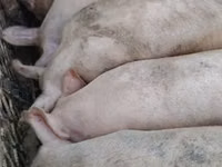 Schweine (Partie, Geschlecht nicht angegeben), Schweine — Foto 4