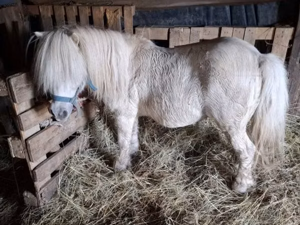 公马, Horses
