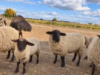 Ram, Suffolk sheep — photo 2