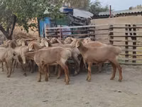 Sheep, Arashan sheep — photo 4