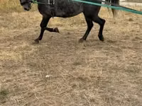 घोड़े (लॉट, लिंग निर्दिष्ट नहीं), Lipizzaner — फ़ोटो 1