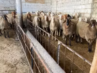 母羊, Awassi sheep — 照片 2