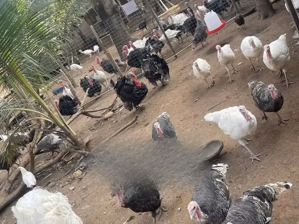Turkeys — Ghana