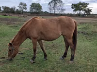 घोड़ी, Azerbaijan horse — फ़ोटो 2
