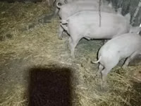 Schweine (Partie, Geschlecht nicht angegeben), Schweine — Foto 2