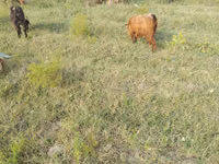عنزة, الماعز — الصورة 6